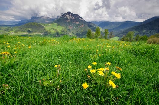Meadow with dandelions  in the austrian alps