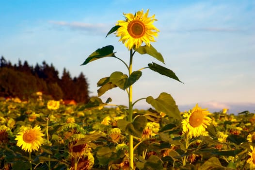 One Sunflower is bigger then the others