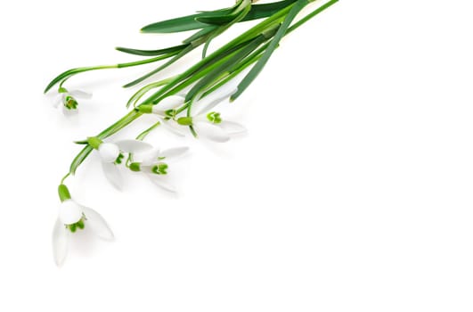 Group of snowdrop flowers isolated on white background