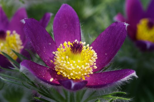 Pasque flower