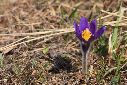 close-up of purple pasque flowers in early spring