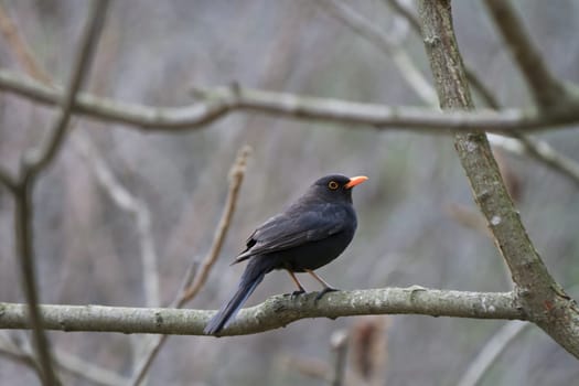 a blackbird (turdus merula) on branch tree