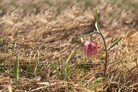 snake&#039 s head fritillary flower (fritillaria meleagris) in early spring