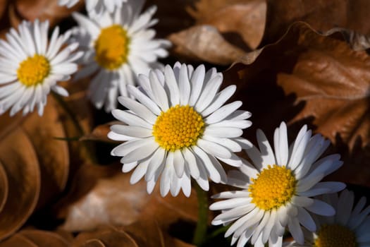 Daisy