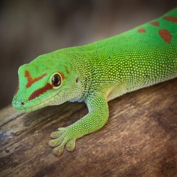 Gekko