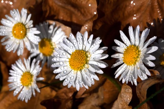 Daisy