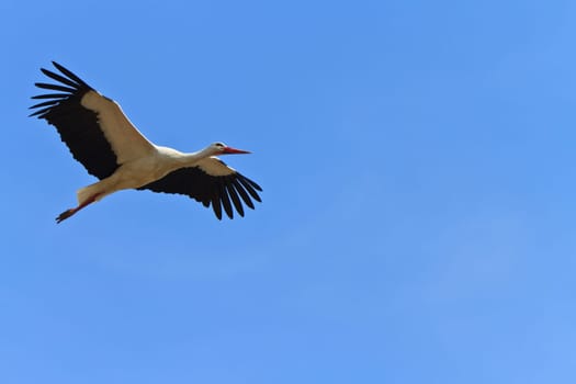 stork in flight on a blue sky