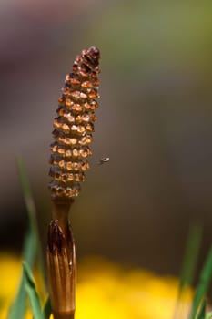 at the garden pond