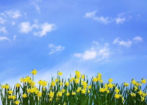 daffodils in green grass on blue sky