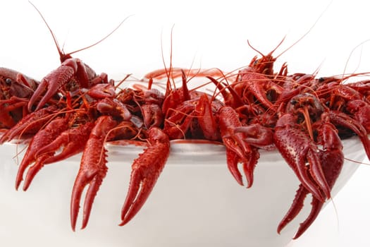 crayfish cooked in the dish served on ice