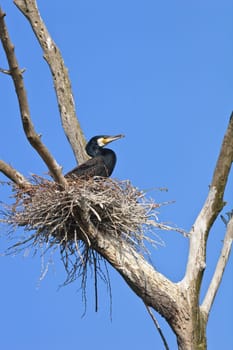 cormorant (phalacrocorax carbo ) on nest in Danube Delta, Romania