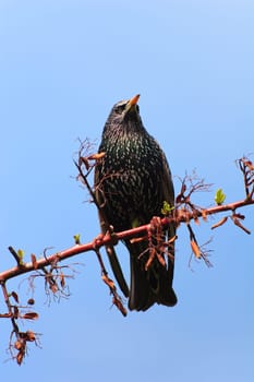 starling bird (sturnus vulgaris) on branch tree