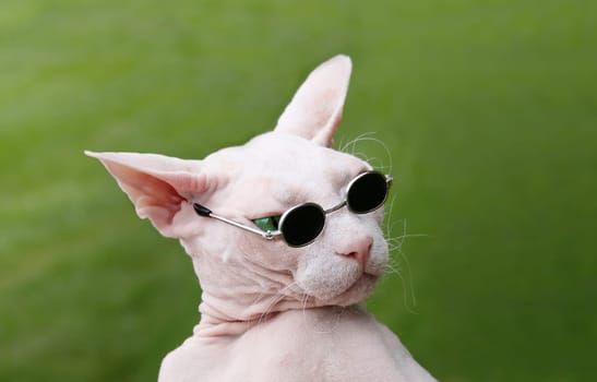 Funny Sphynx Hairless Cat playful with sunglasses