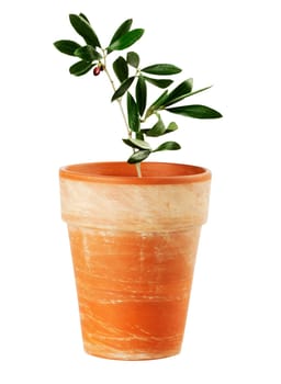 Olive Tree Plant