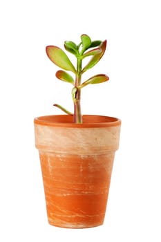 Dollar plant (Crassula ovata) known also as jade plant or money tree.