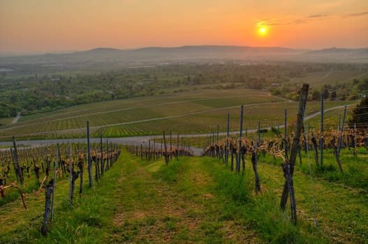 Vineyard in Fellbach on an April morning