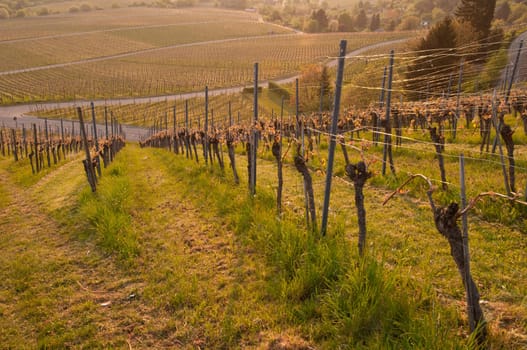 Vineyard in the Rems Valley in spring