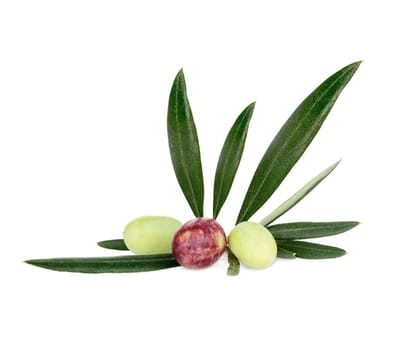 Green and Black Olives on branch Isolated On White