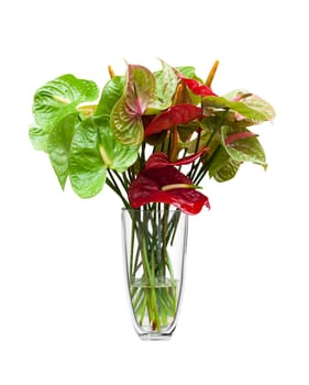 Anthurium/Flamingo flowers in a glass vase, isolated on white.