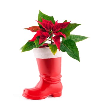 Christmas decoration poinsettia in Santa Claus Boots isolated on white