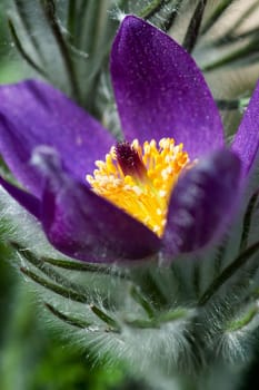 Pasque flower
