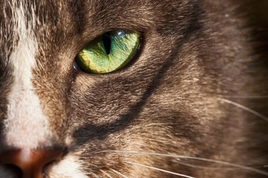 cat eye