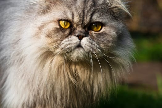 Persian tomcat