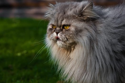 Persian tomcat