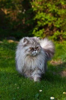 Persian tomcat