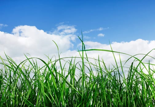 Green Grass field isolated on white Background