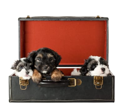 Three Puppies Terrier in Old Suitcase
