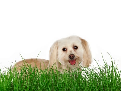 Happy puppy lying in the grass and looking up at the camera