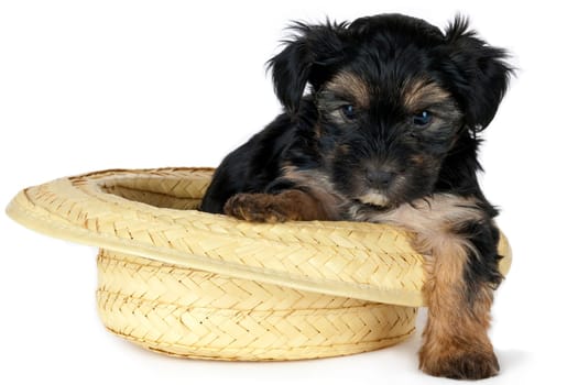 Yorkian puppy sitting in summer hat,isolated on white
