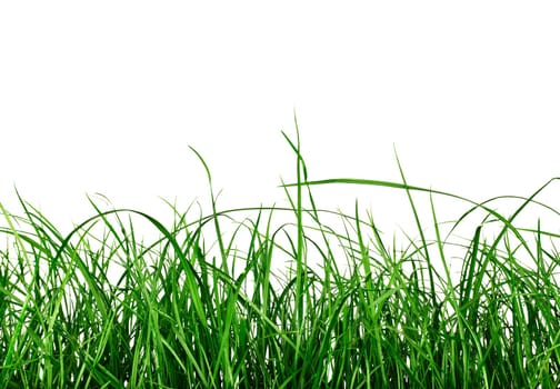 Green Grass field isolated on white Background