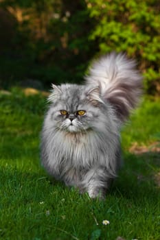 Persian tomcat