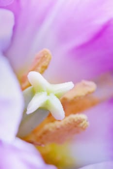 Tulip Blossom Macro
