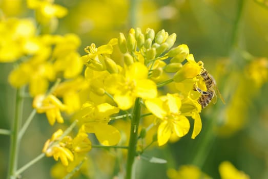 Rapeseed bee