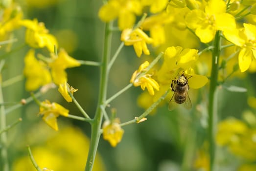 Rapeseed bee