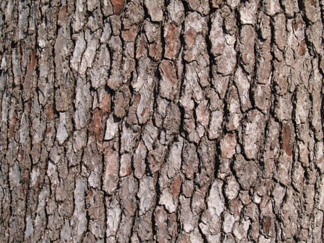 Close-up of bark on a tree trunk.