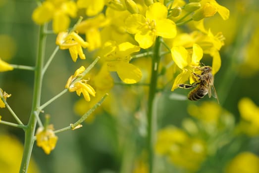 Rapeseed bee