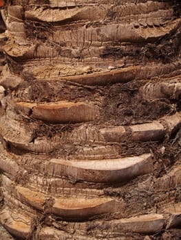 Brown tree trunk texture of a palm tree.