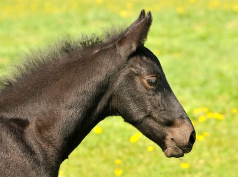Friesian Foals