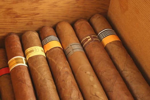 Cigars in a humidor