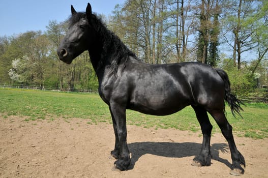 Friesian horse