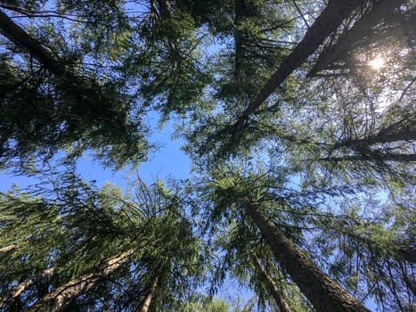 Grove of pine trees seen from below. Nature. Concepts. Background.