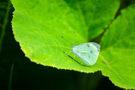 Cabbage butterfly sits on a large green leaf, summer view