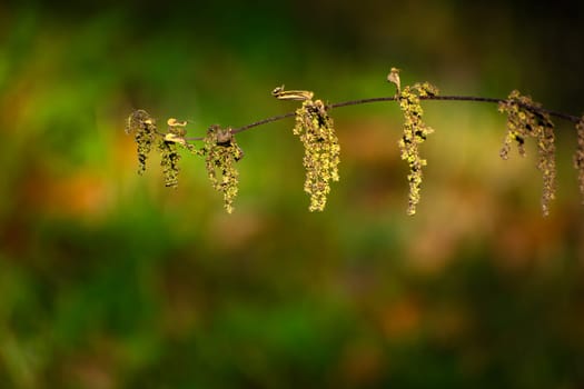 A dry twig of a plant on a blurry forest background, autumn day