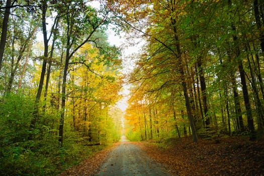 Road in the autumn forest, October day