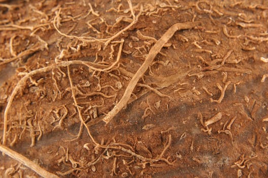 A Coconut macro background