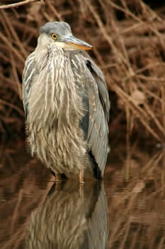 A juvenile blue heron wading in a stream
